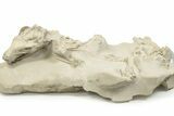 Fossil Oreodont (Merycoidodon) Skull with Associated Bones #232221-2